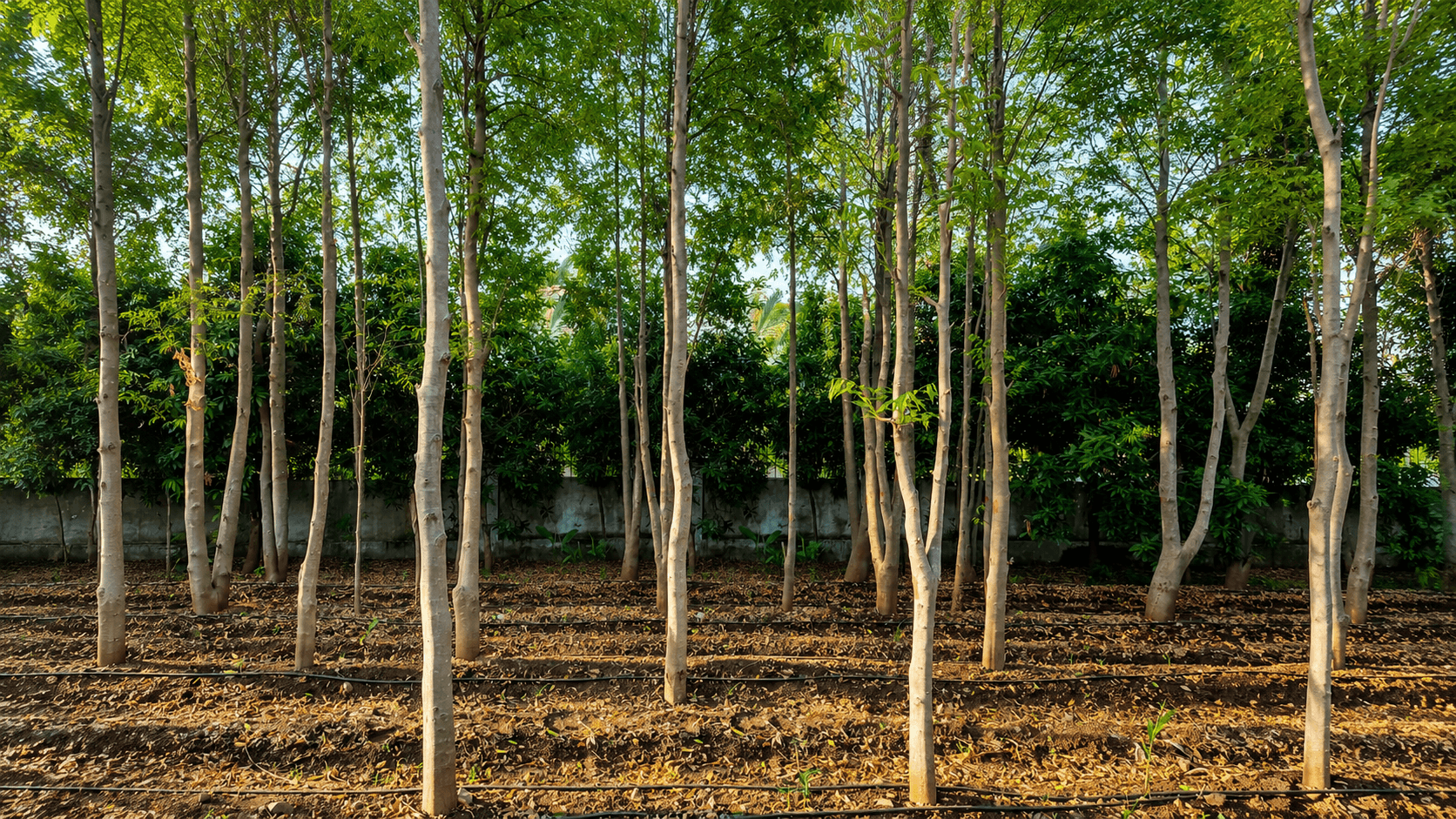 11-Guntha Agarwood Plantation