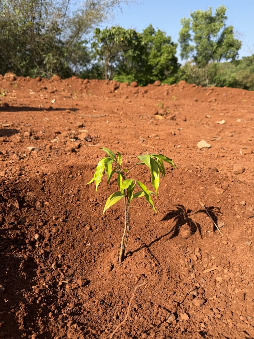 Young Agarwood Sapling