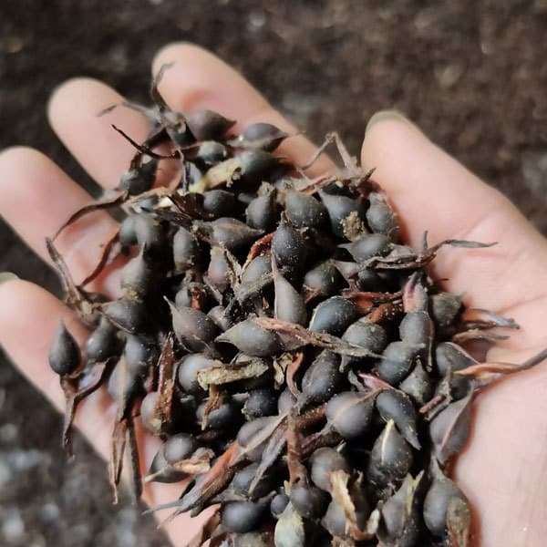 Handpicked Agarwood Seeds