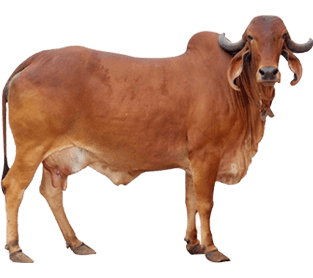 Indigenous Gir Cow